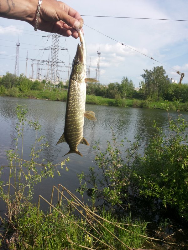 ждал маму а пришол наверно тот же из тумана :)   (спартак)