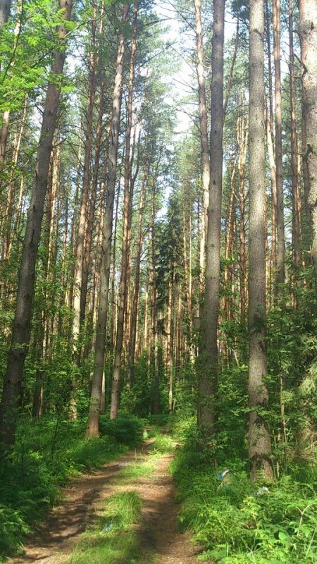 Очень красивый и чистый лес!