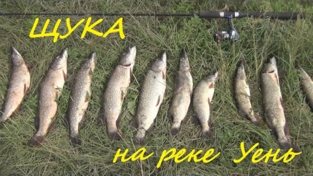 Рыбалка на щуку в Сибири на реке Уень. На конкурс!-))))