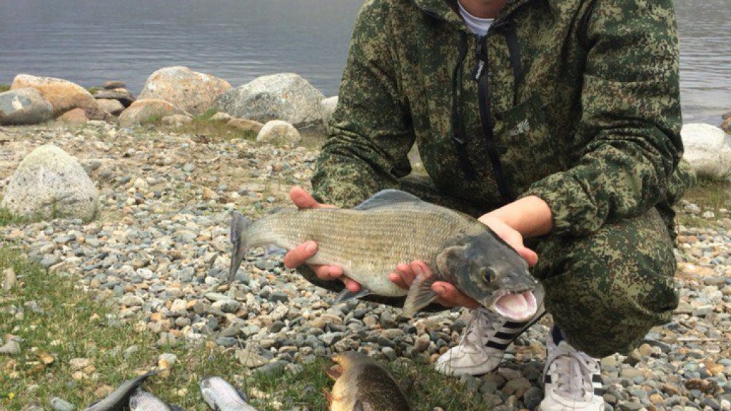 Рыбалка в Монголии июль 2015