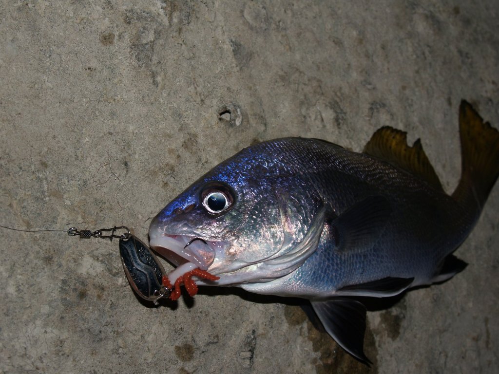 Рыба горбыль фото на черном море
