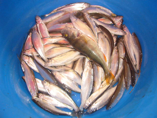 рыбацкие секреты кукуруза для рыбалки