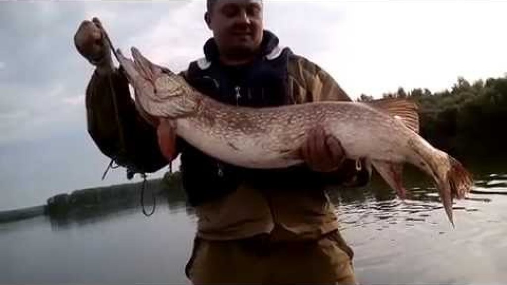 Трофей 2015 щука 11 340 гр. Трофей 2015 щука 11 340 гр.