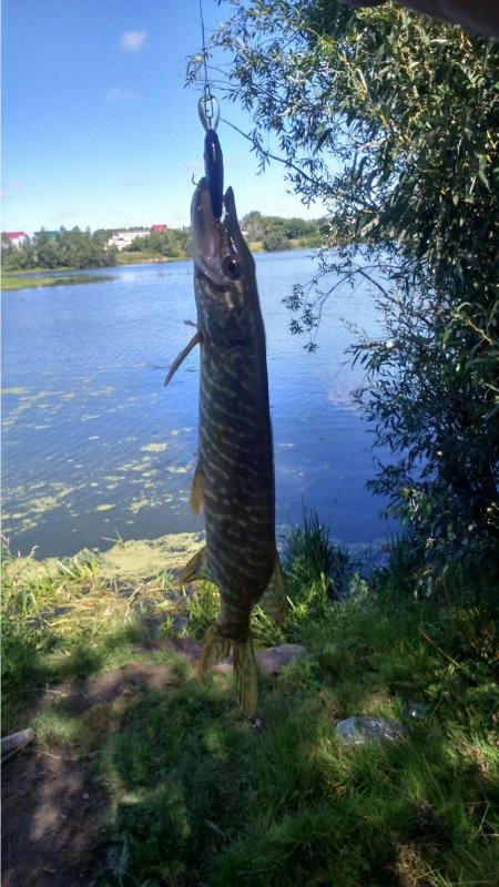 очень злая рыба:))))