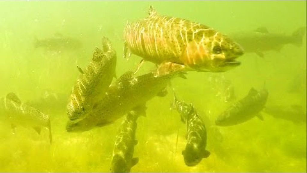 Fishing: trout attack lures / micro - spoons underwater. Форель атакует микро-колебалки.