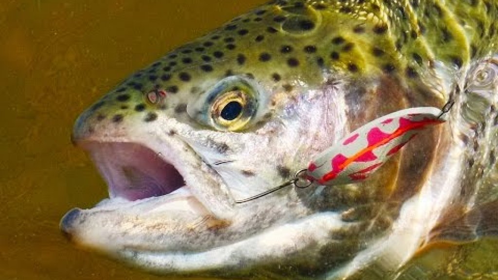 Так ловят форель на платниках. Trout fishing on commercial lakes