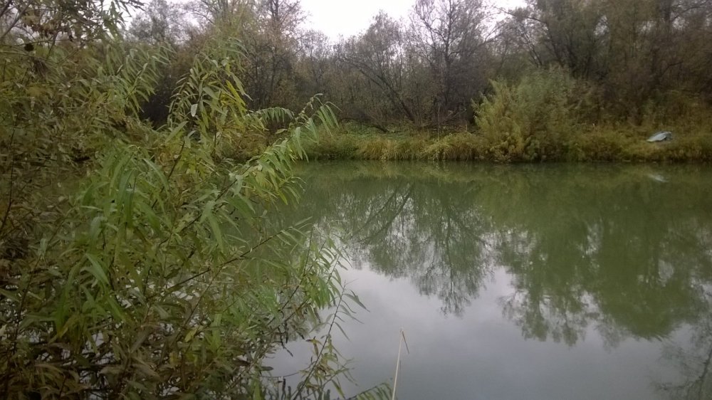 Река ик курганская область. Река ИК Новосибирская область. Рыбалка на реке ИК. Растения и животные реки ИК.