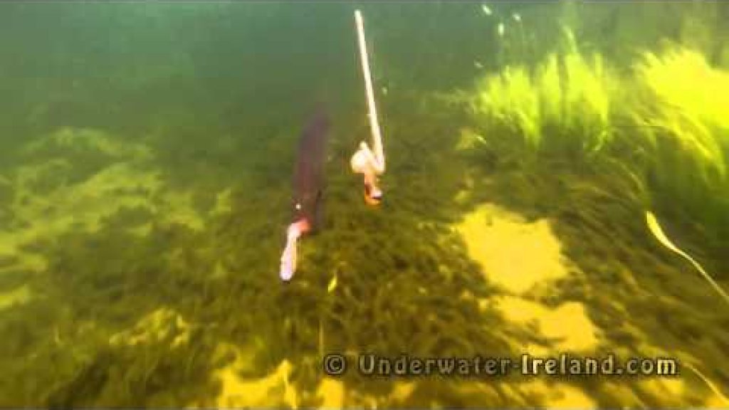 Подводная съемка атаки щуки силиконовой приманки  Рыбалка