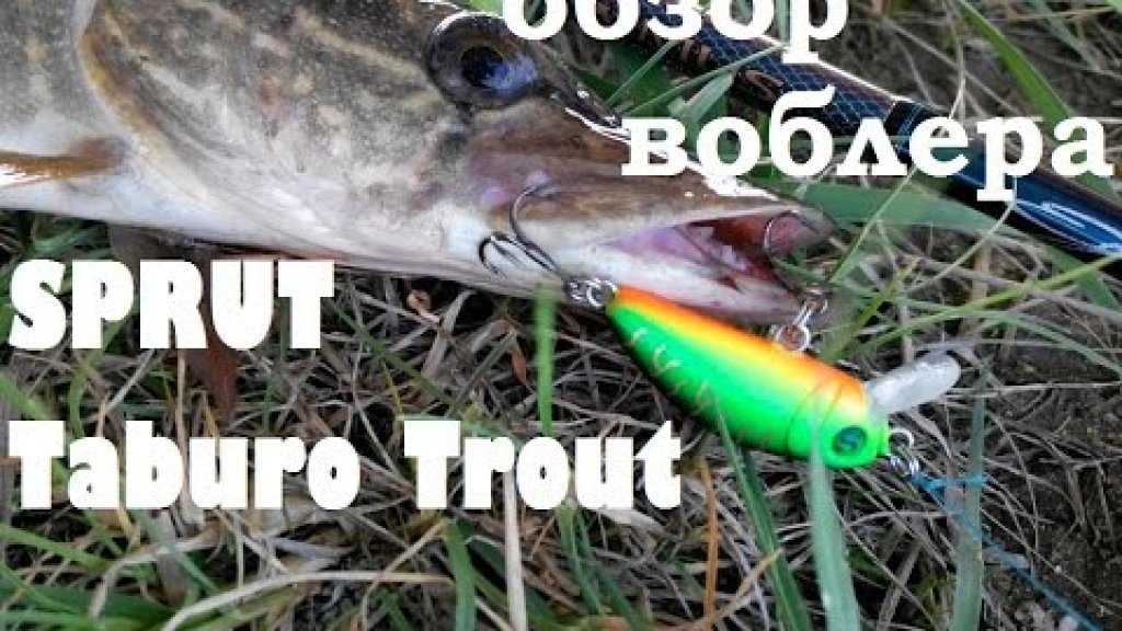 Обзор воблера SPRUT Taburo Trout