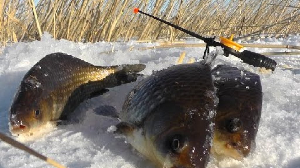 Зимняя рыбалка на вкусного карася