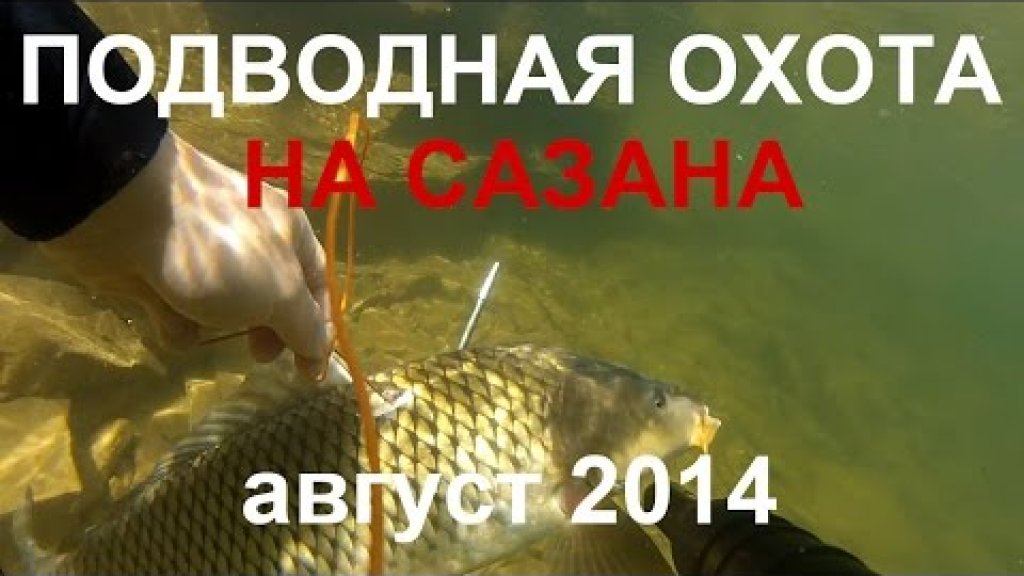 Подводная охота на сазана Красноярское Водохранилище  23.08.2014