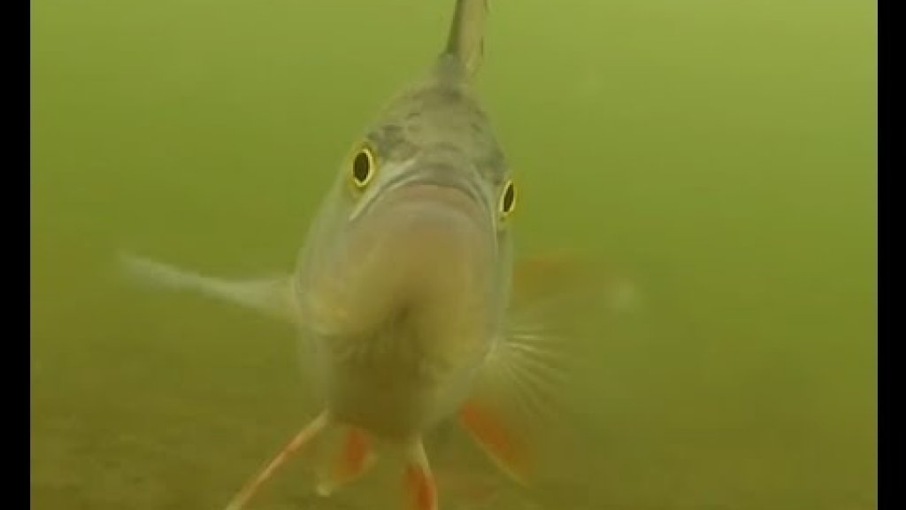 Зимняя рыбалка на окуня в глухозимье  Видео под водой