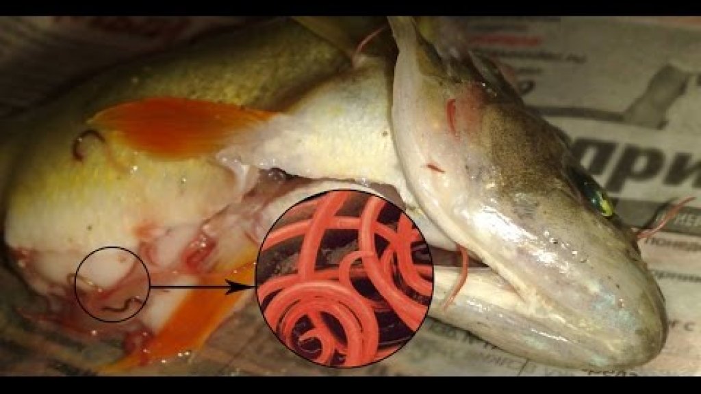 Шокирующие последствия рыбалки в Рогожкино или окуни с сюрпризом!
