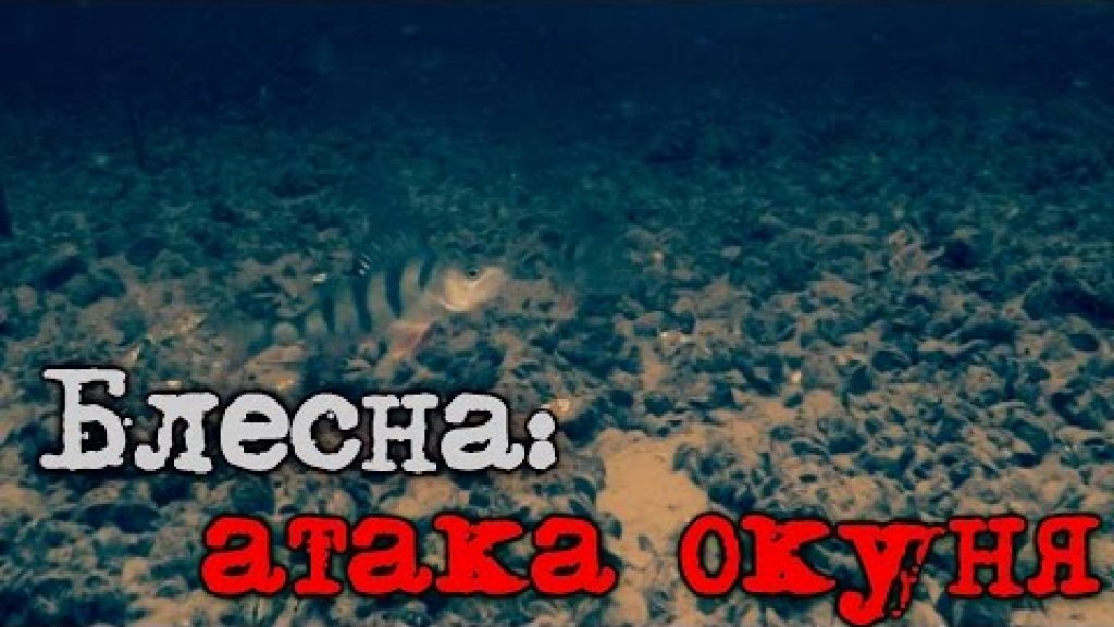Блесна: атака окуня - подводное видео