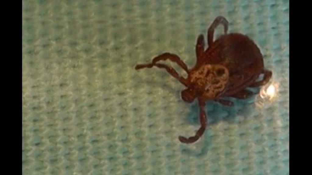 Может ли муравьиная кислота защитить человека от укуса клещей  Серия 2
