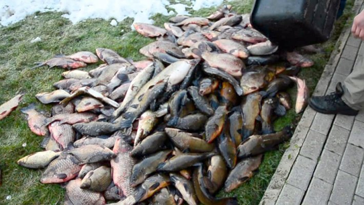 Новосибирские браконьеры осушили озеро ГУ ЭСХ СО РАН и украли всю рыбу