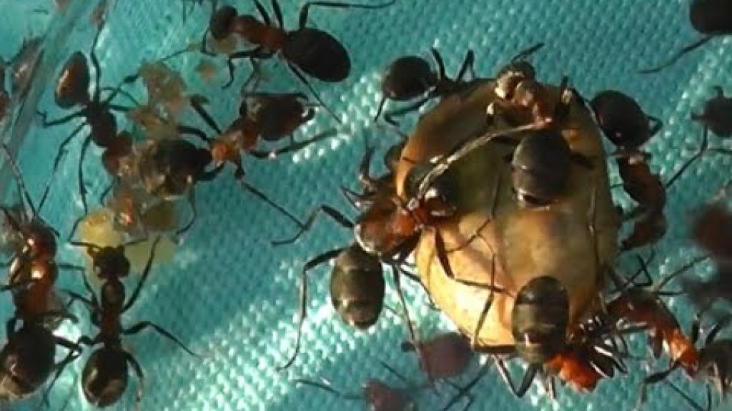 Загадочная и зверская битва муравьев с клещами