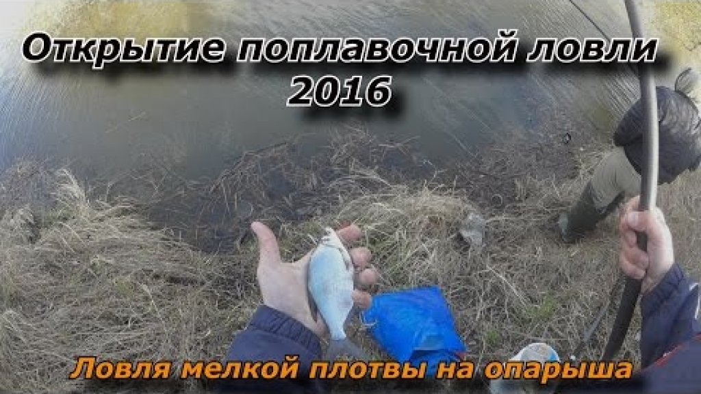 "Открытие сезона поплавочной ловли 2016" - Ловля мелкой плотвы на опарыша