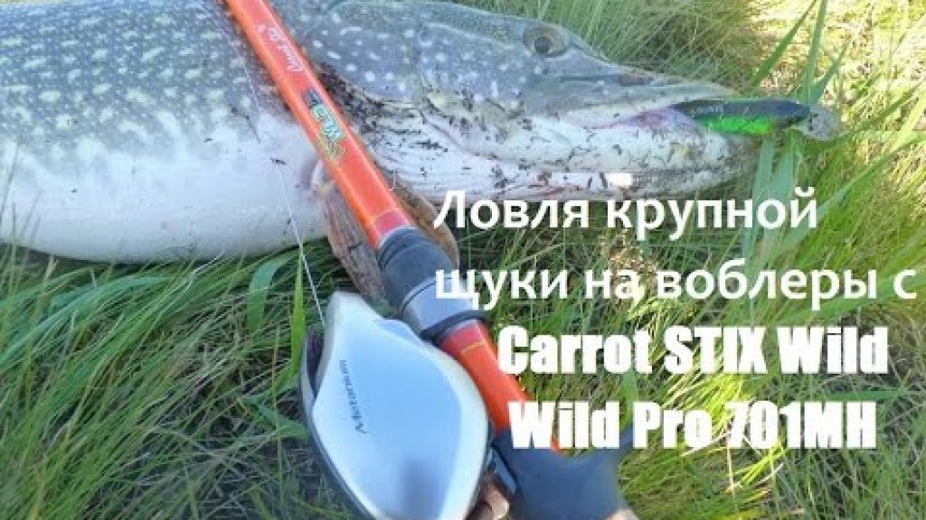 Ловля крупной щуки на воблеры с Carrot STIX Wild Wild Pro 701MH