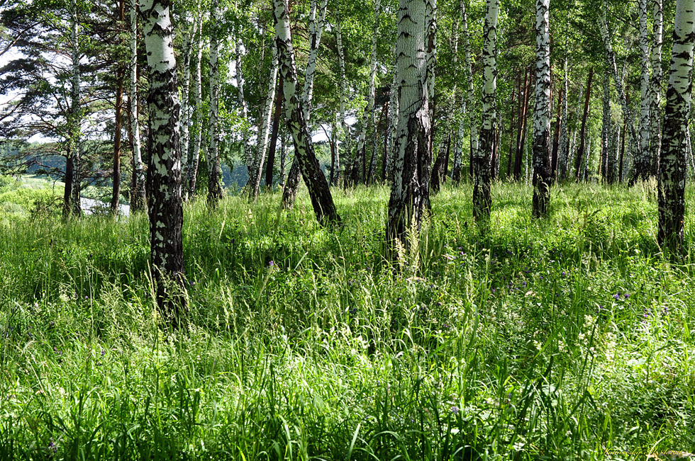 Лес  у о.п. 38 км...Июль 2016 г. Из серии "Мои Фото-трофеи разных лет".