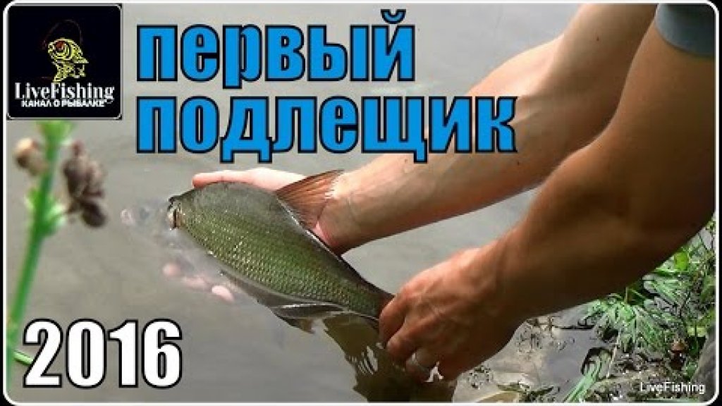 Первый подлещик 2016.(LiveFishing)