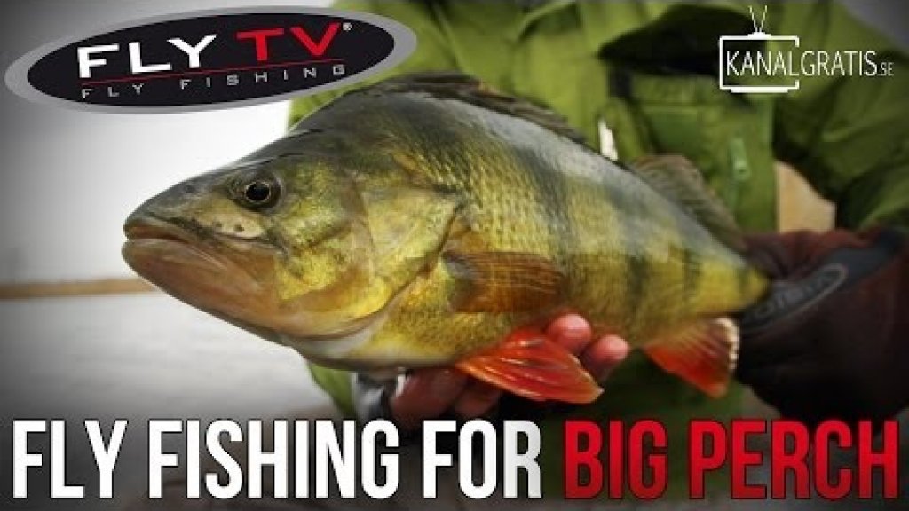 FLY TV - Fly Fishing for Big Perch