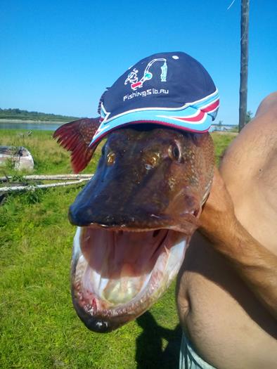 Селедочная блесна. Усадьба кузьмича астрахань. Пятиизбянка верхний плёс цимлы. Верхний плес цимлы форум пятиизбянка. Харабали эллерт.