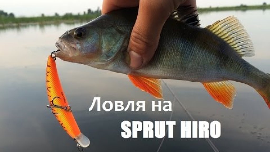 Ловля на sprut hiro