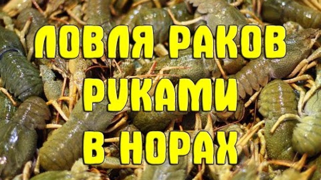 Ловля раков руками в норах на речке Гнилопять. Украина. Житомирская область. Бердичев