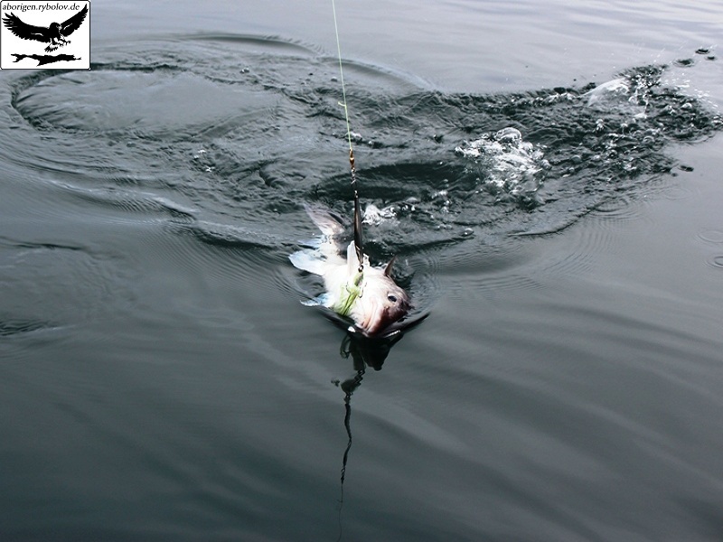 Морская рыбалка в норвежских фиордах