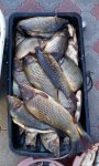рыбалка на сазана на чанах рыбалка на сазана на чанах