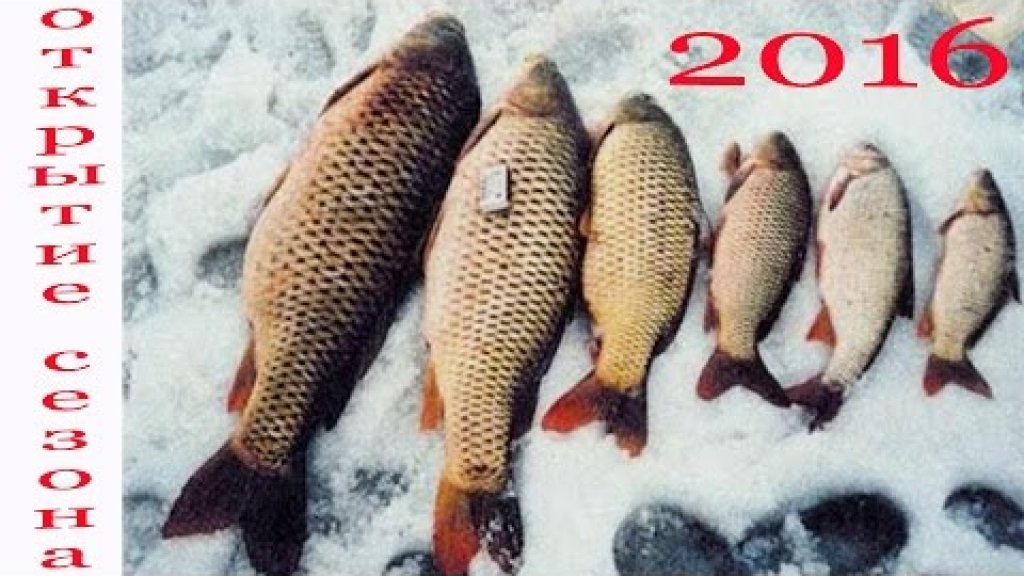 Открытие сезона / Зимняя рыбалка 2016