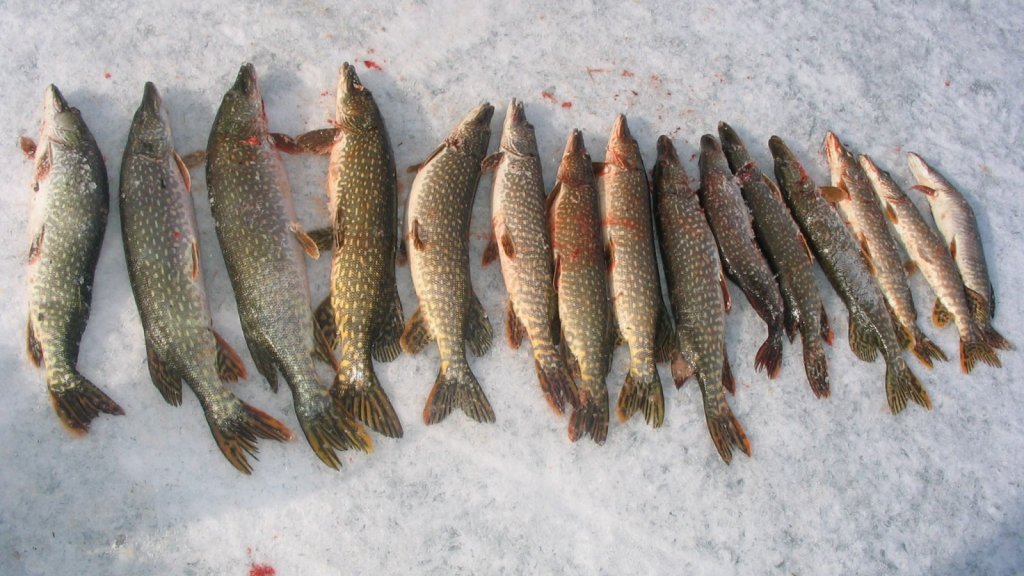 Рыбалка на жерлицы: как поймать большую щуку зимой