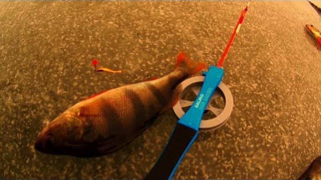 Зимняя рыбалка на окуня: блесна VS гвоздешарик