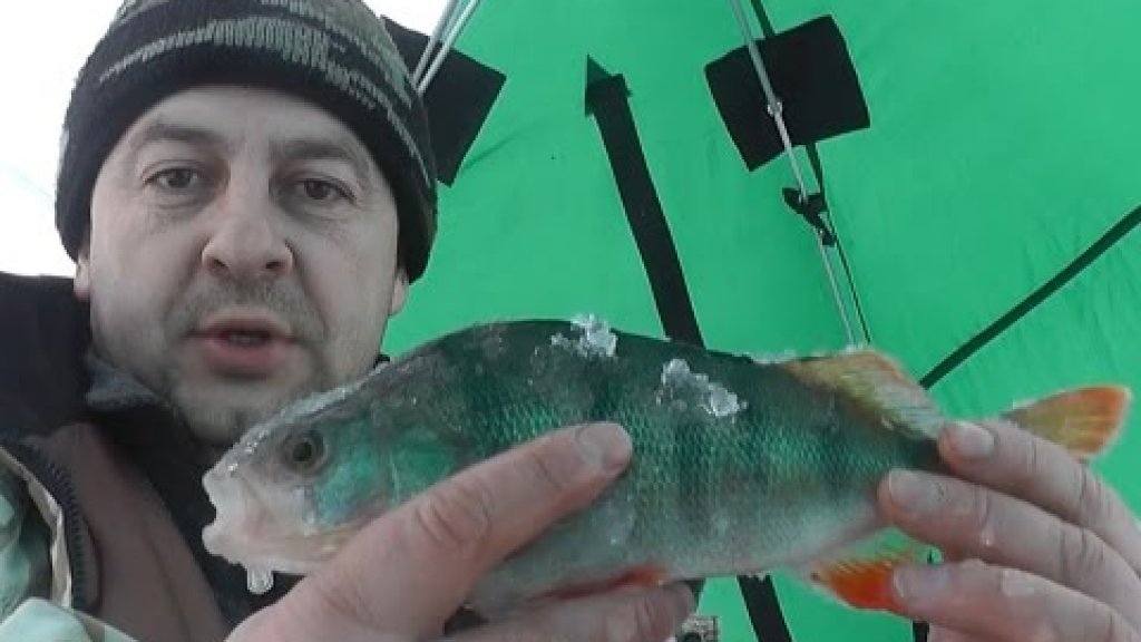 Зимняя рыбалка и поиск с эхолотом крупного окуня