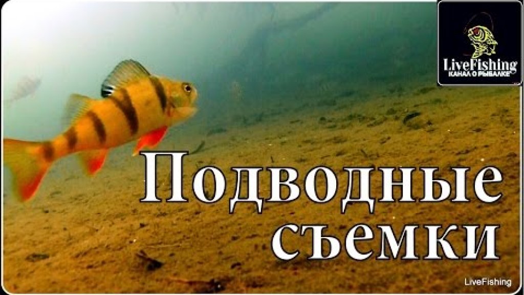 Подводные съемки. Река Дон. Окунь,плотва,подлещик,голавль. (LiveFishing)