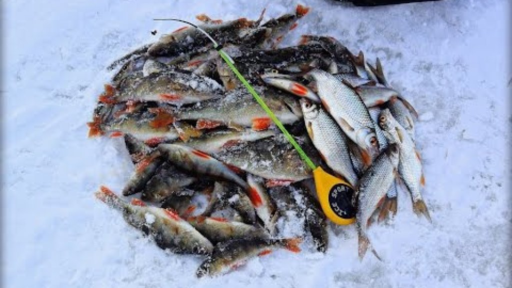 Вот это рыбалка! Просто бешеный клёв окуня и плотвы! Пожалуй, самая лучшая зимняя рыбалка видео!