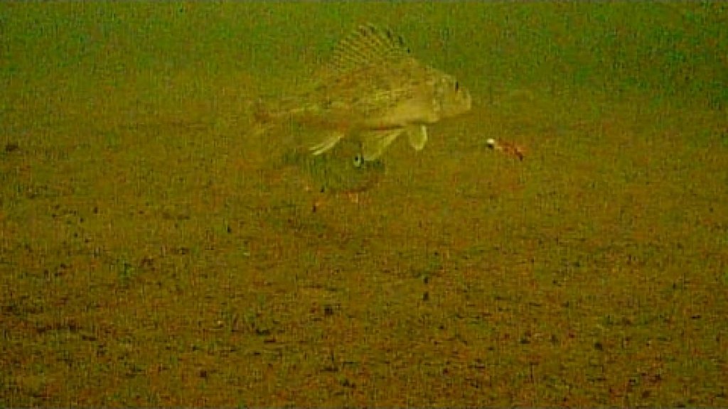 Ловля рыбы с помощью подводной камеры