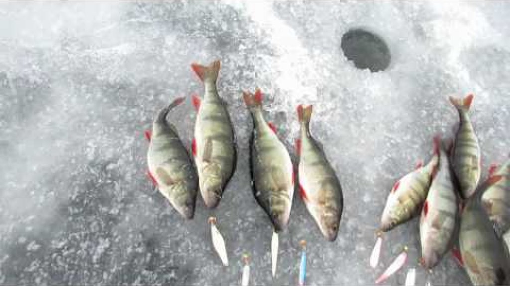 Рыбалка -  соревнование по ловле на блесны. Небольшой отчет о выезде на  Ладогу.