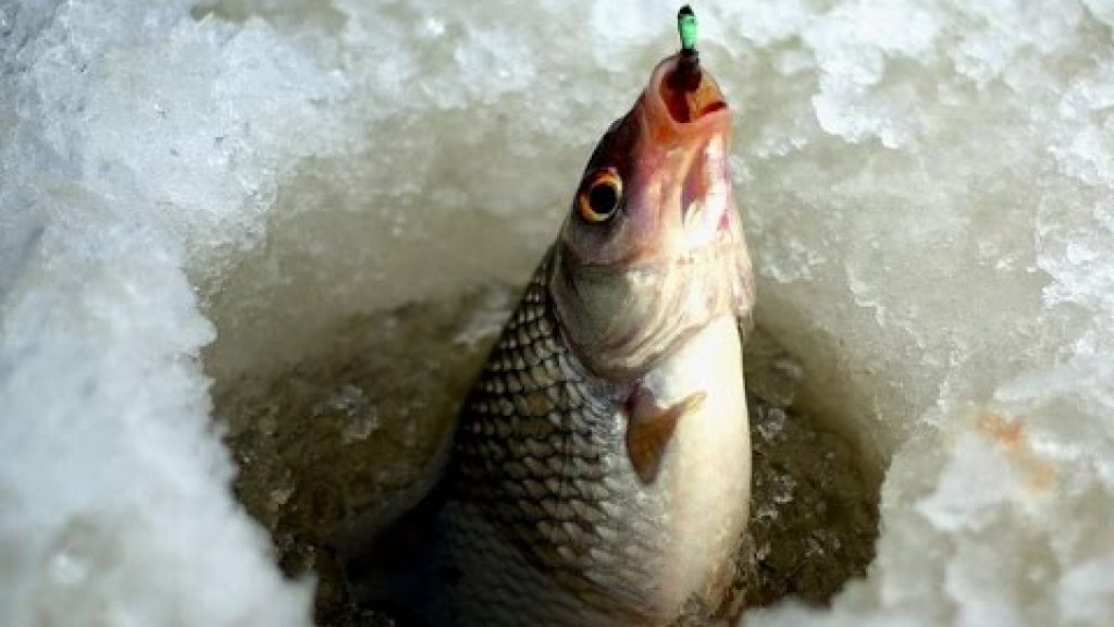 5 рецептов самодельной прикормки для зимней рыбалки. Рыбалка зимой.