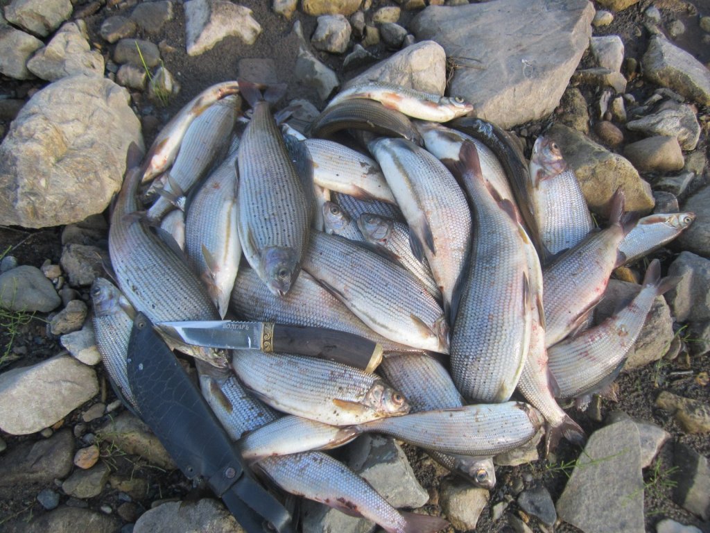 Рыбалка на реке Ангара