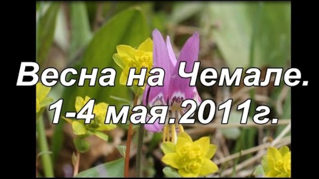 Алтай веснаЧемал
