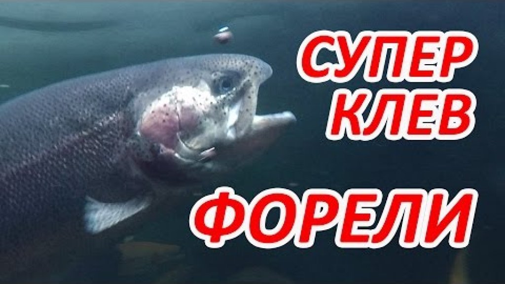 Бешеный клев форели. Подводные съемки.