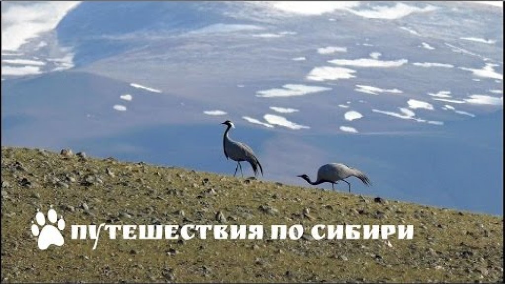 Горный Алтай, журавли-красавки в Чуйской степи...