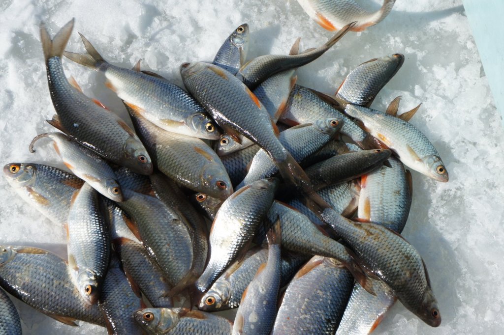 Сорожка рыба википедия фото