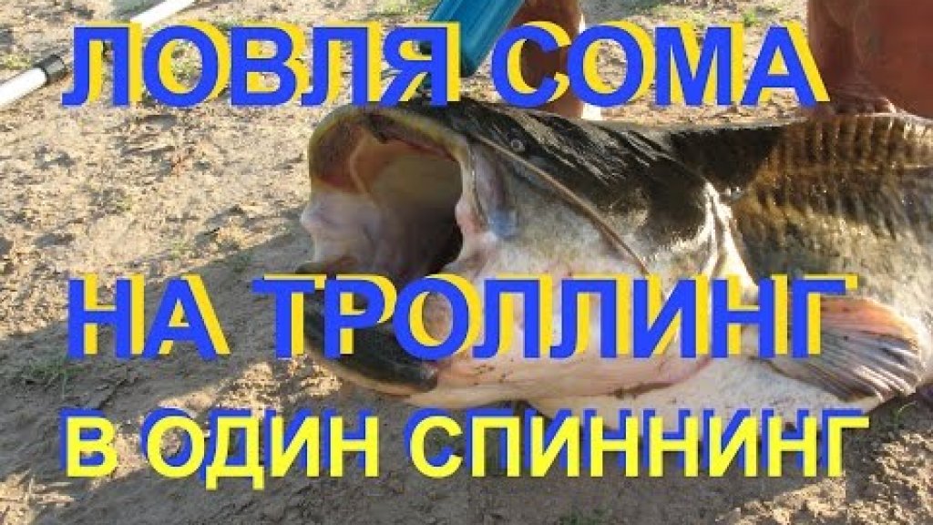 ЛОВЛЯ СОМА НА ДОРОЖКУ. Ловля сома на спиннинг. Рыбалка видео. Сом.