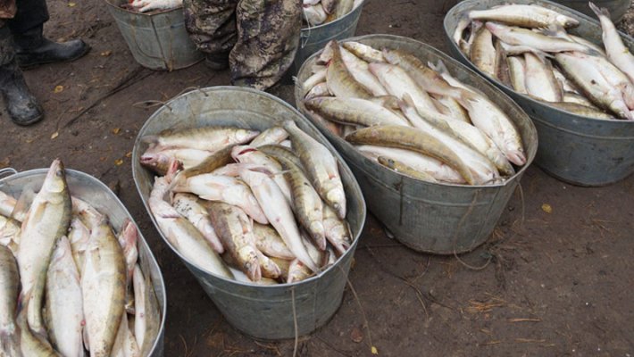 В Новосибирске поймали браконьеров, которые в день ловили по 500 кг рыбы