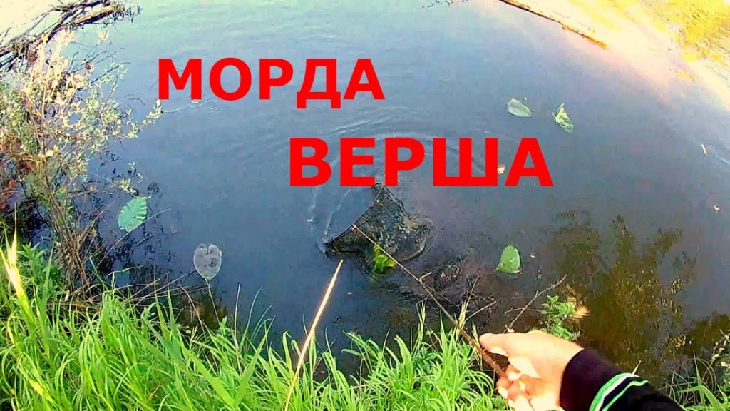 Рыболовная снасть верша, морда в действии. Вот это улов)))