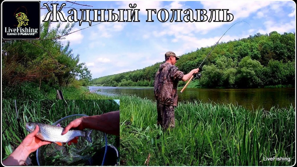 Рыбалка на фидер на двух реках. Жадный голавль.(LiveFishing)