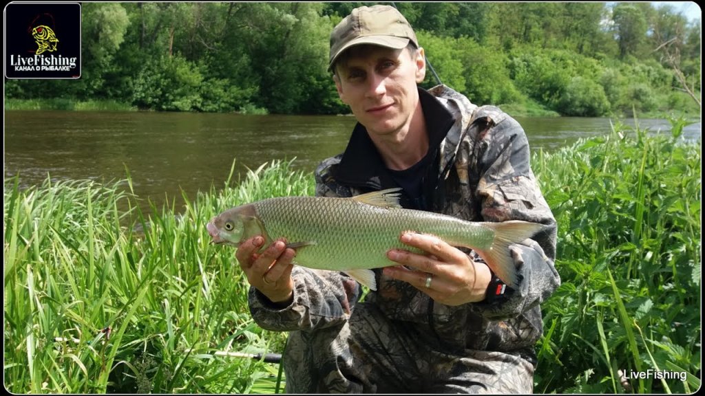 Донка+фидер.Крупный вырезуб на выползка.(LiveFishing)